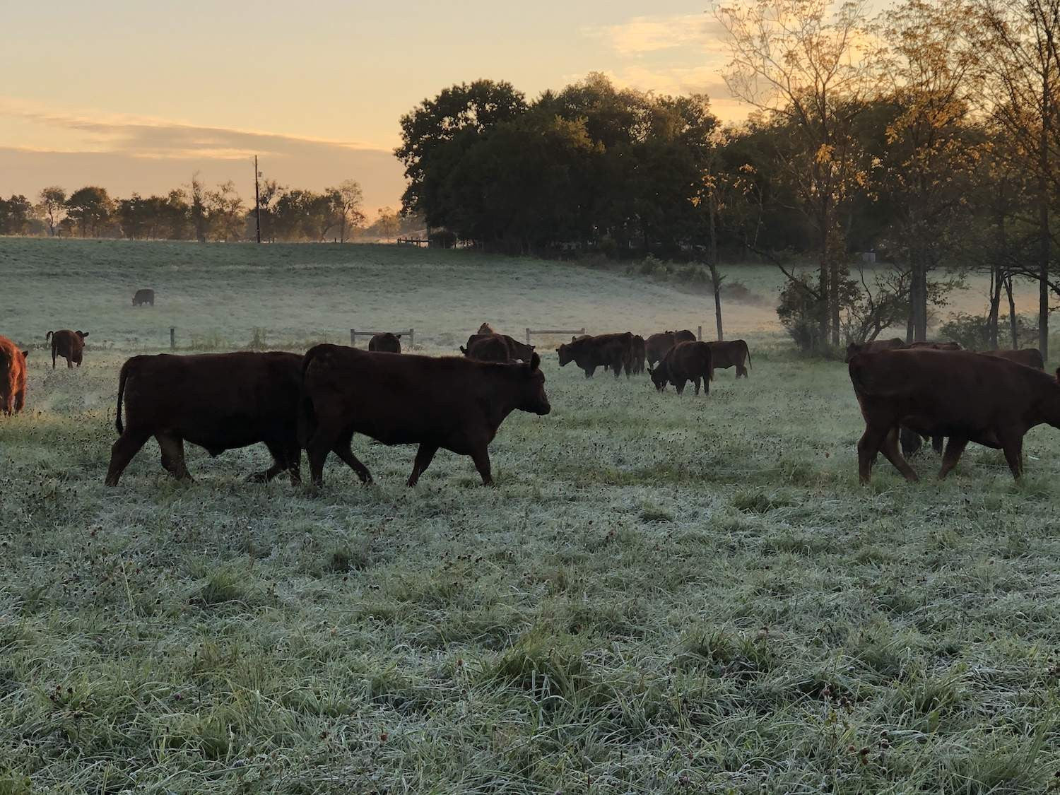 Why Grass-Fed Tallow Is the Best Kept Secret in Natural Skincare